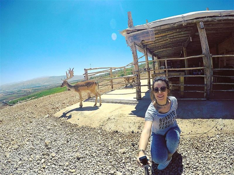 Deer•Smile 🦌 deer  smile  wildlife  wild  outdoor  nature  sky  mountain... (`Ana, Béqaa, Lebanon)