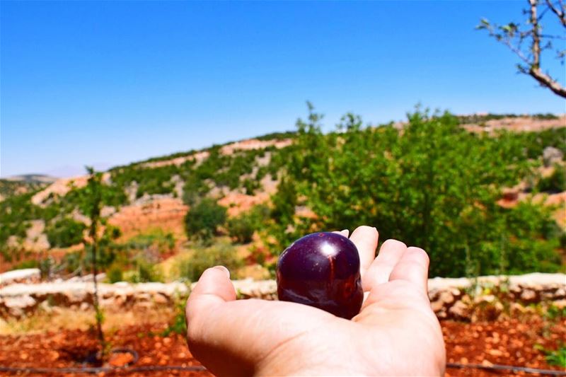 deirelahmar ... takeback  summer2017  peach  summer  sun  goodvibes ... (Deir el Ahmar)