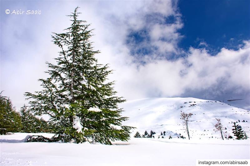 Despite all I have seen and experienced, I still have the same thrill out... (Cedars of God)