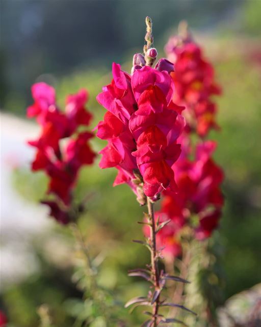 Despite the ongoing gloomy weather, nature is in full swing, ready for the... (Mount Lebanon Governorate)