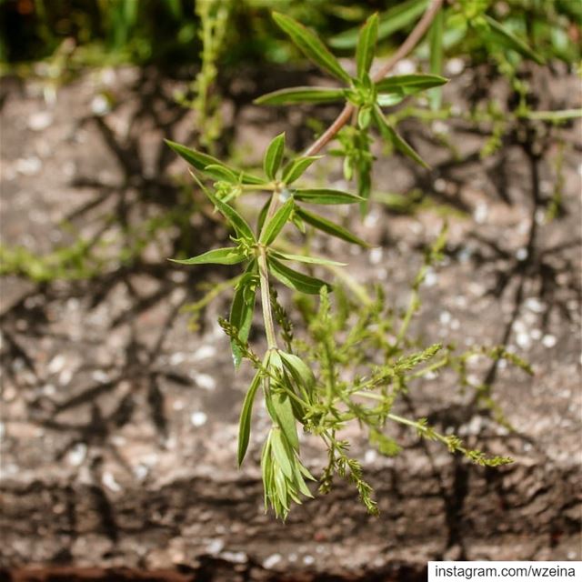 Details from this year's beautiful spri🌸ng 💚.. spring  lebanon ... (Beïno, Liban-Nord, Lebanon)