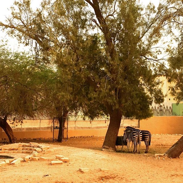 Did u know that each Zebra has its own distinctive strips!... (Riyadh Zoo)