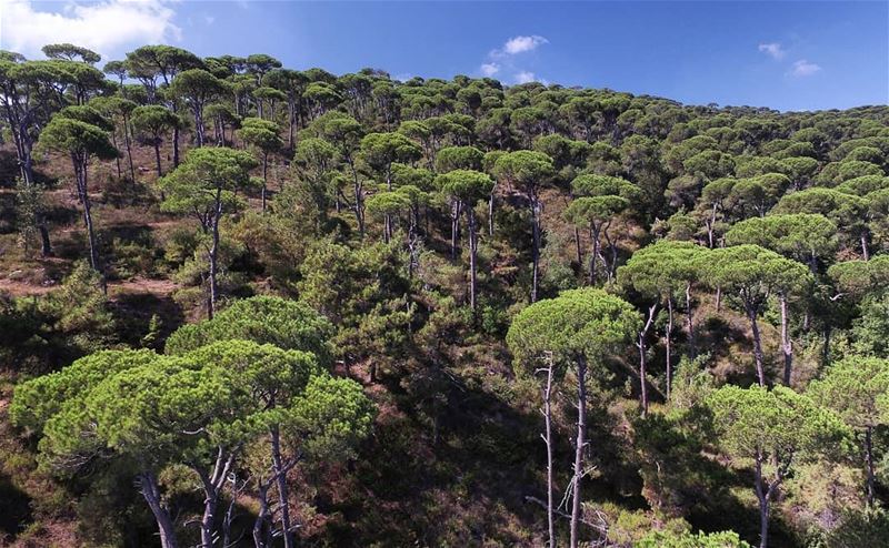  DidYouKnow Back in the 16th and 17th centuries, Emir Fakhruddin brought... (Bkâssîne, Al Janub, Lebanon)