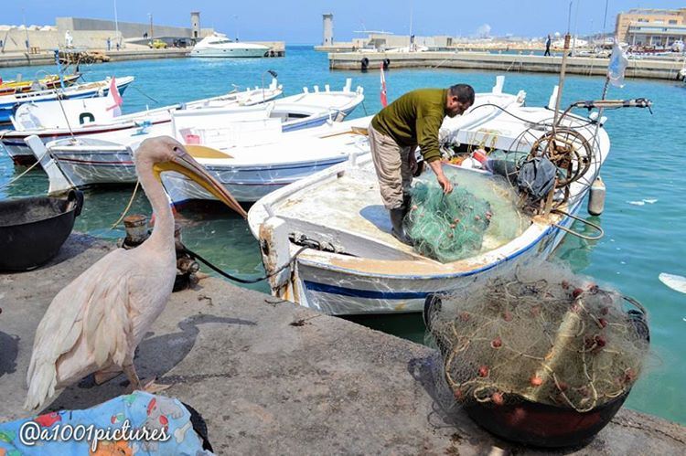 Diner is served ! 🐟🐟🐟.... travel  exploring  lebanon  batroun ... (Al Batrun, Liban-Nord, Lebanon)
