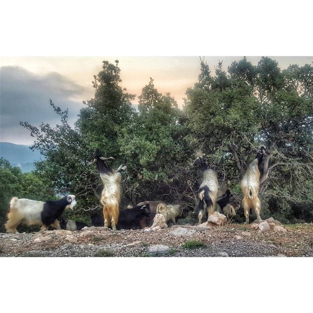 Dinner gathering  dinner  gathering  sunset  countryside  lebanon ... (Al Qubayyat, Liban-Nord, Lebanon)