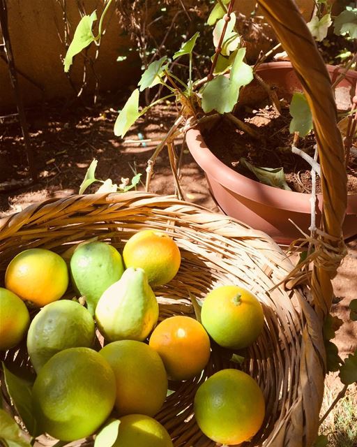  directlyfromgarden family homegarden lemon guava like4like lebanontimes... (Aïn Saâdé, Mont-Liban, Lebanon)