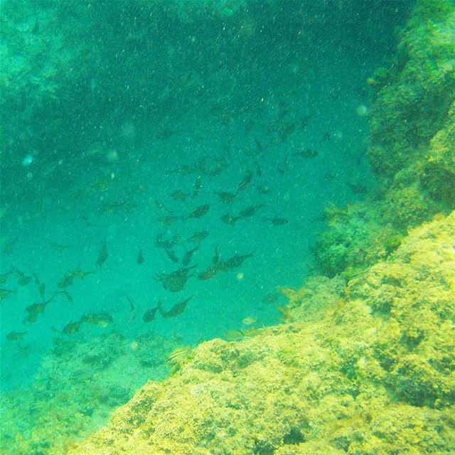 Discovering the underwater of the Batroun area   ﻟﺒﻨﺎﻥ Batroun  liban ...