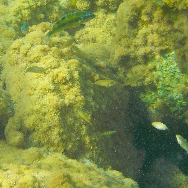 Discovering the underwater of the Batroun area :)  ﻟﺒﻨﺎﻥ Batroun  liban ...