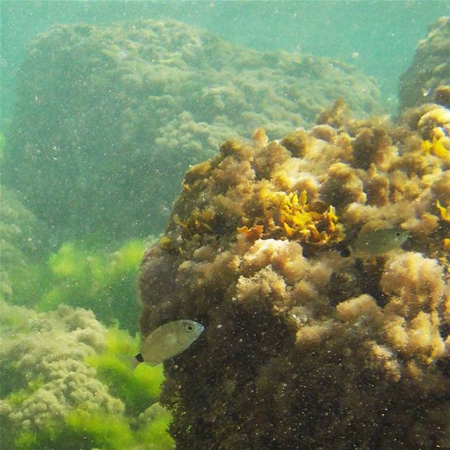 Discovering the underwater of the Batroun area :)  ﻟﺒﻨﺎﻥ Batroun  liban ...