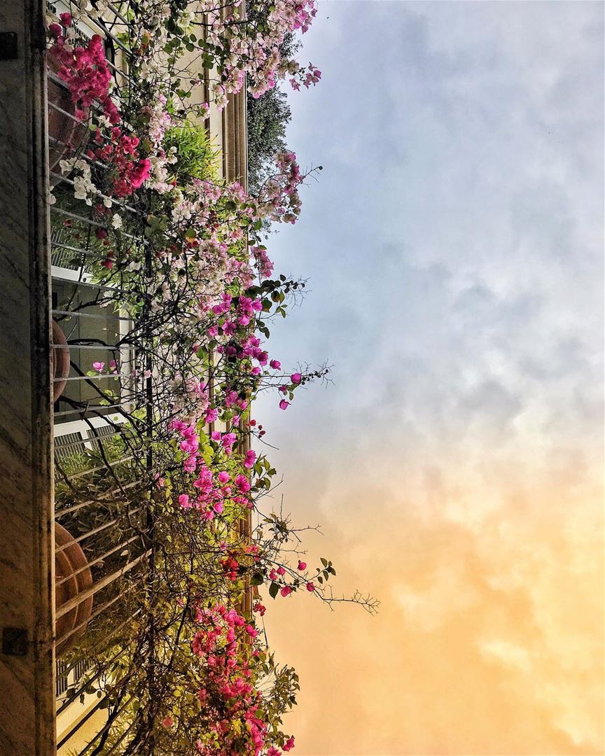 Dispersed petals over lonely balconies, broken souls hum a melody,... (Gemmayzeh Gouraud Street)
