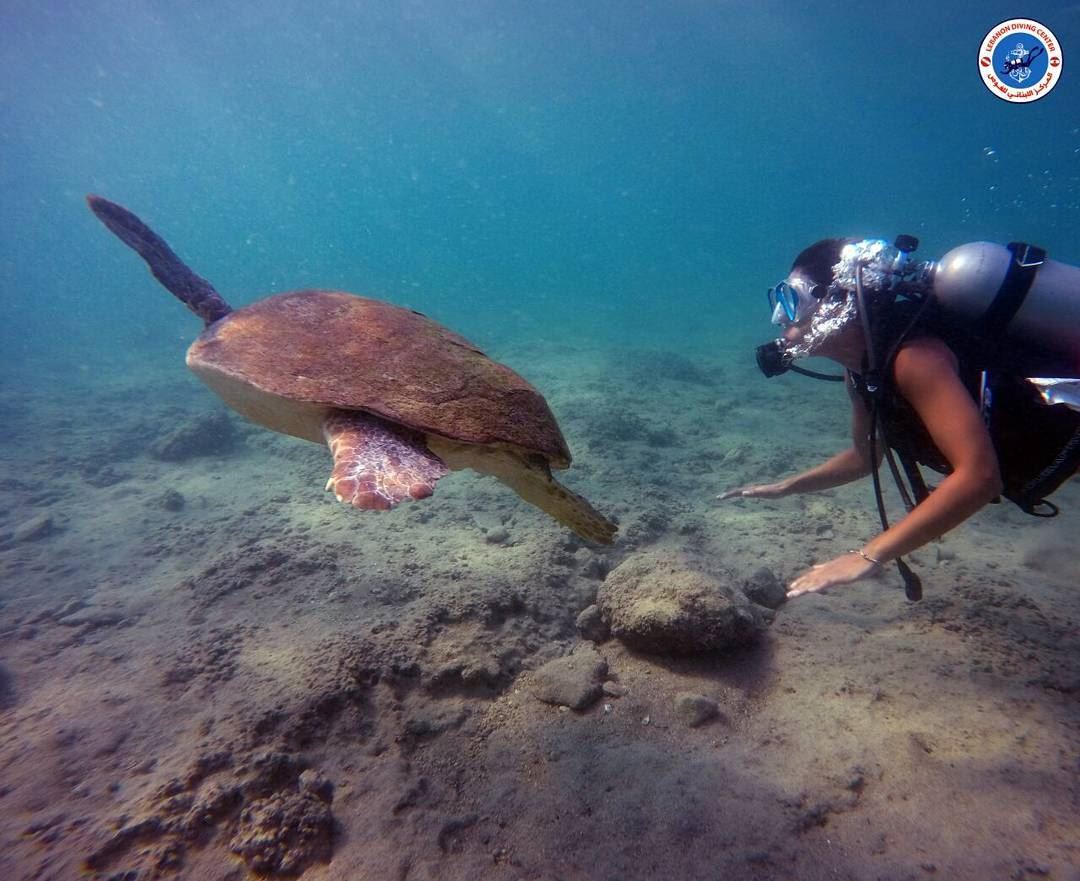  diving @lebanondivingcenter @livelove.tyre  turtle  crystalclearwater...