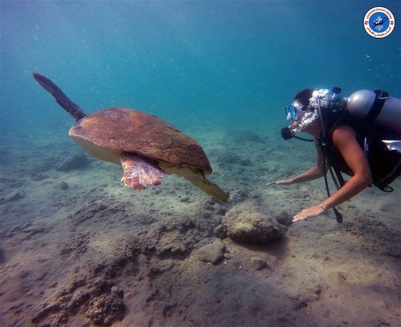  diving @lebanondivingcenter @livelove.tyre  turtle  crystalclearwater...