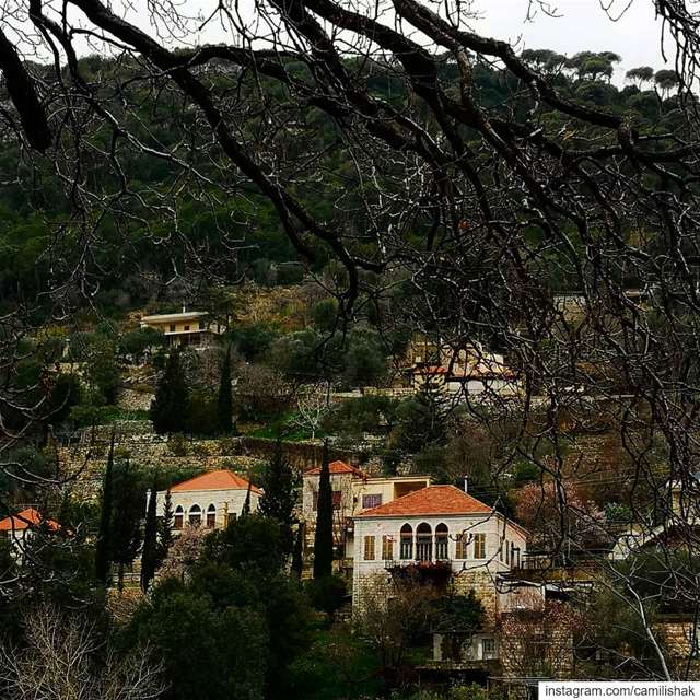  dlebta mountlebanon mountain nature trees weather winter cold village... (ضيعة دلبتا)