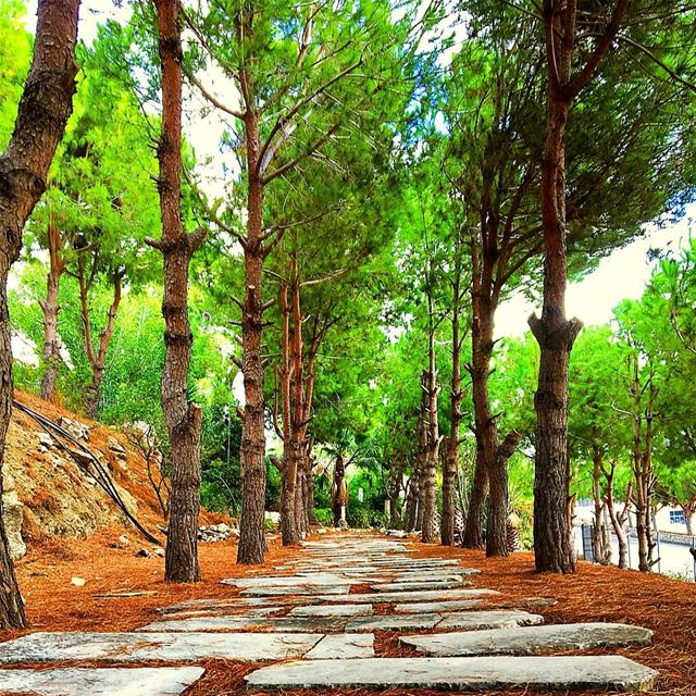 Do not go where the path may lead, go instead where there is no path and... (Maghdoûché, Liban-Sud, Lebanon)