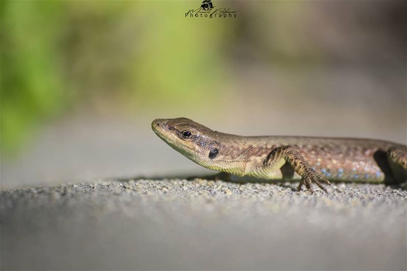 Do what makes you happy 🦎🍀 • • •  chouf  shoufreserve  lebanon  beirut ...