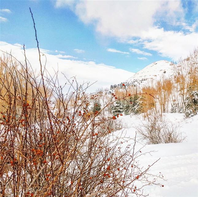 Do you guys miss  winter ? ❄☃️ mycountrylebanon bestofleb Lebanon...