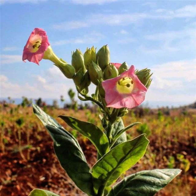 Do you know what it's called this beautiful rare happy flowers in East... (Bekaa Valley)