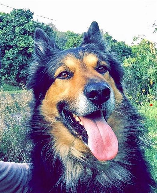  Dodger_TheDog  dog  shepherd  happyface  smile  tongue  livelovepets ...