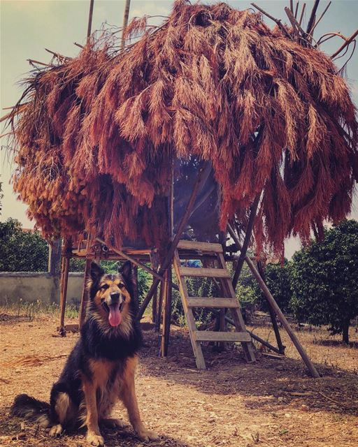  Dodger_TheDog  treehouse  happydog  dogsofinstagram  livelovepets ...