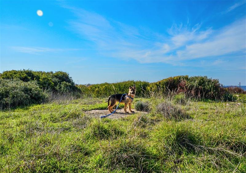 🌞🐶..... dog animal puppy germanshepherd nature sky landscape green... (Enfeh)