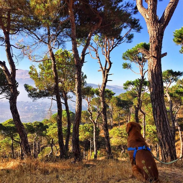 Dog's are God's way of proving that he didn't want us to walk alone 🐕🚶🏽‍ (Bois De-Boulogne, Mont-Liban, Lebanon)