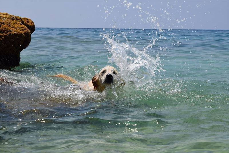  dog  sea  liveloveanimals  livelovedogs  blue  lebanon  animals  summer ...