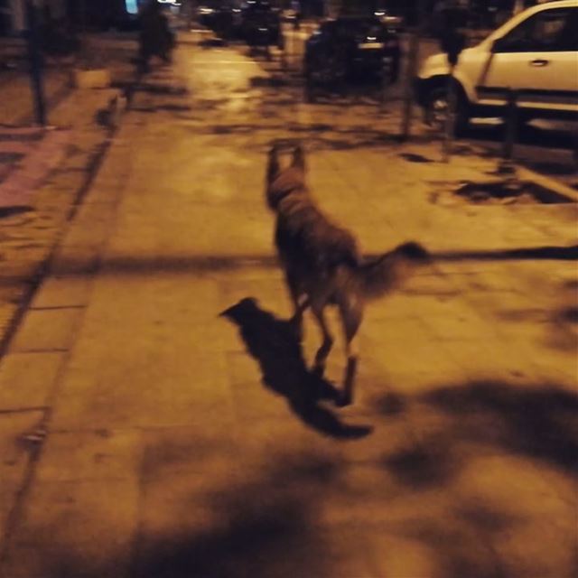  dogs  dog  berger  tripoli  lebanon ...
