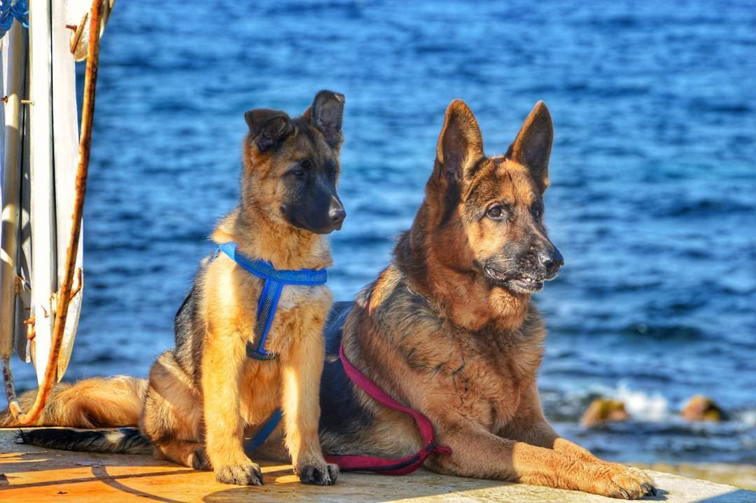 🐺🐺..... dogs dog doglover nature beach ocean germanshepherd german... (Anfah, Liban-Nord, Lebanon)