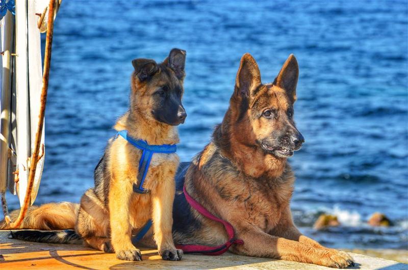 🐺🐺..... dogs dog doglover nature beach ocean germanshepherd german... (Anfah, Liban-Nord, Lebanon)