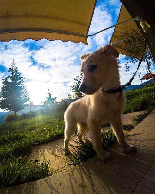 Dogs of Lebanon 🇱🇧🐶