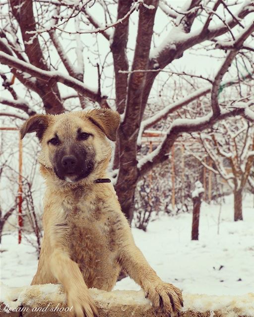 dogs ❄️❄️ supernatural  like4like  followforfollow  20likes  canon7dmarkii... (Chouf)