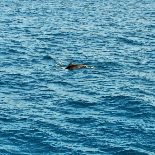 🐬............ dolphins  sea  MediterraneanSea  Mediterranean... (Lebanon)