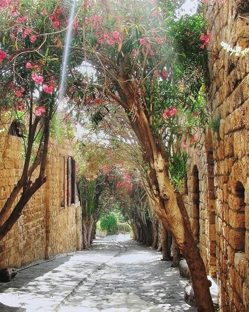 Domingo de paz e tranquilidade em uma agradável rua arborizada de Byblos 🇱 (Byblos, Lebanon)