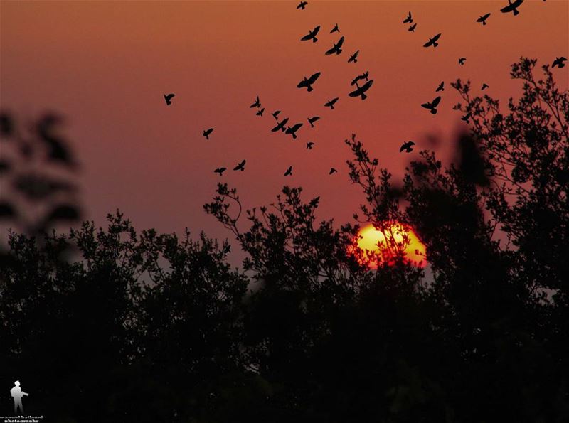 Don't be afraid to walk alone, don't be afraid to like it.  sunset ...