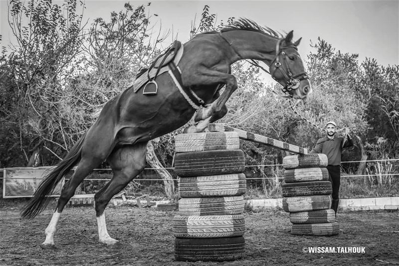 Don't run away from challenges, JUMP over them... jumping  horse  horses ... (Al Adham)