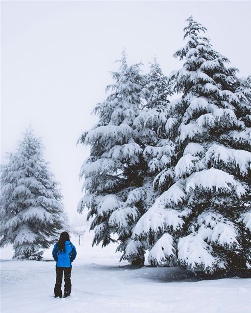 “Don’t tell me we’re not all secretly wishing for a miracle”❄️🌲✨ @flaresby (Lebanon)