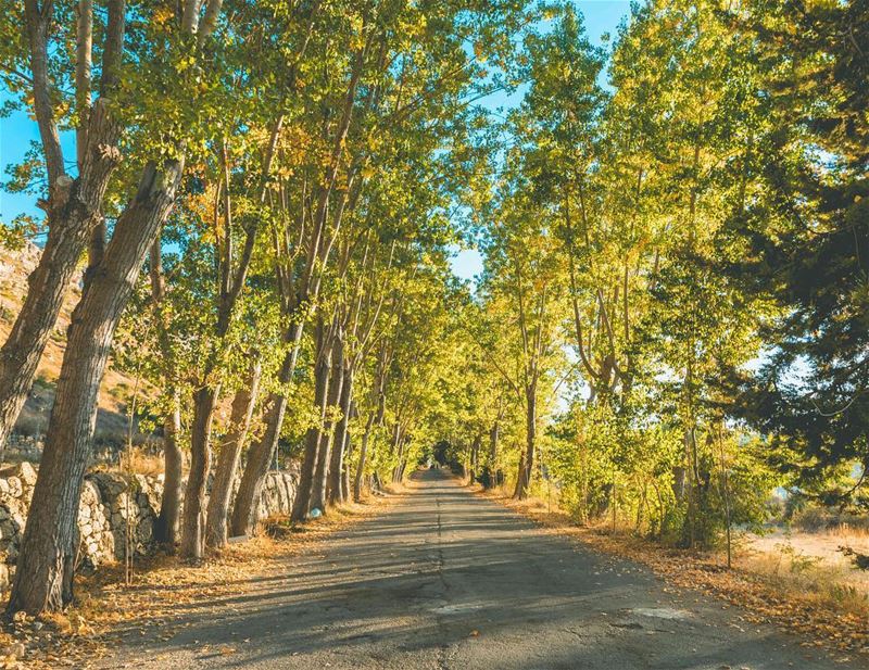 Don’t you just love the Autumn colors? ⠀⠀⠀⠀⠀⠀⠀⠀⠀⠀⠀⠀ ⠀⠀⠀⠀⠀⠀⠀⠀⠀⠀⠀⠀ ⠀⠀⠀⠀⠀⠀⠀⠀⠀⠀ (El Laklouk, Mont-Liban, Lebanon)