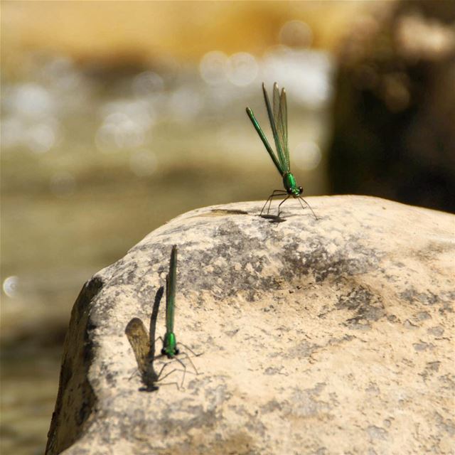 Double trouble.•••••••••••••••••• lebanon  keserwan  camping  hiking ... (Naher Ibrahim - Chuwwen)