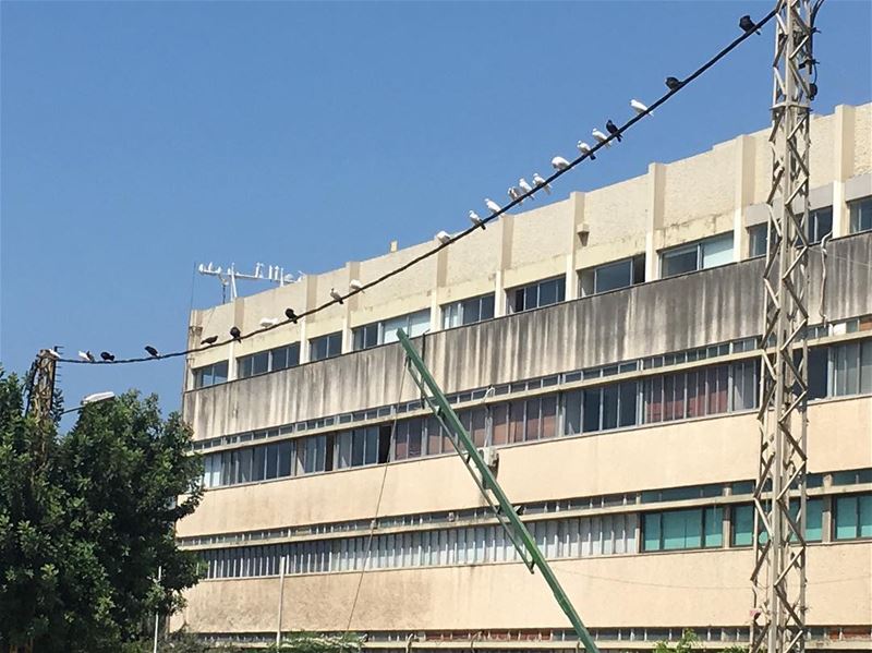 Doves of Lebanon  doves  birds  birdsofinstagram   picoftheday ... (Collège de la Sagesse - Jdeideh)