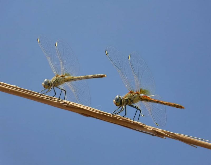  Dragonfly  at the  Beach  Island  RabbitsIsland  PalmIsland  waves ... (Palm Island. Tripoli in)