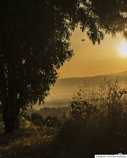 dramatic view...  nature  sunset  sunrise  sunsetlovers  naturephotography...