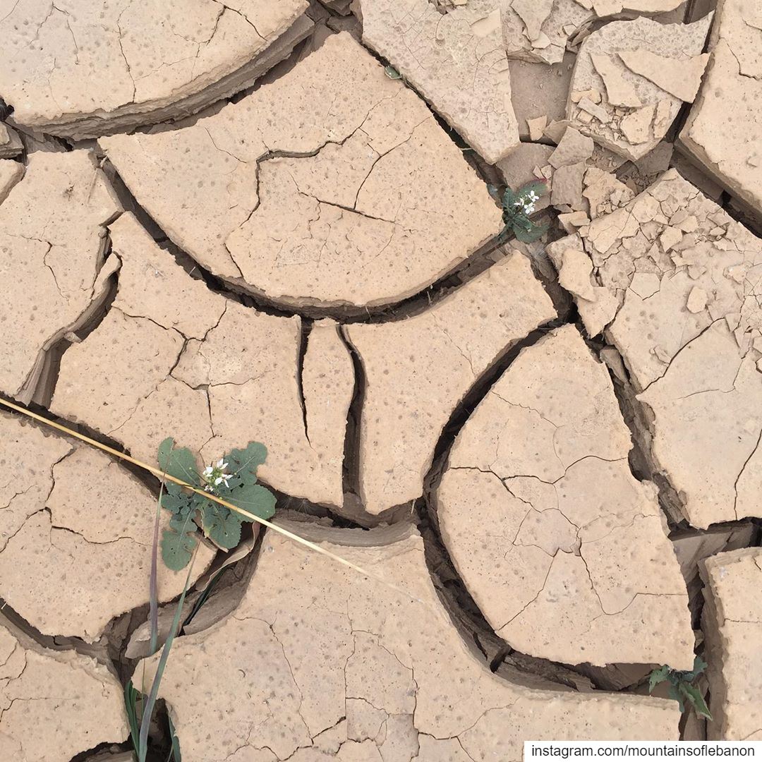 Drought...Dry crack mud earth with new life emerging from between the...