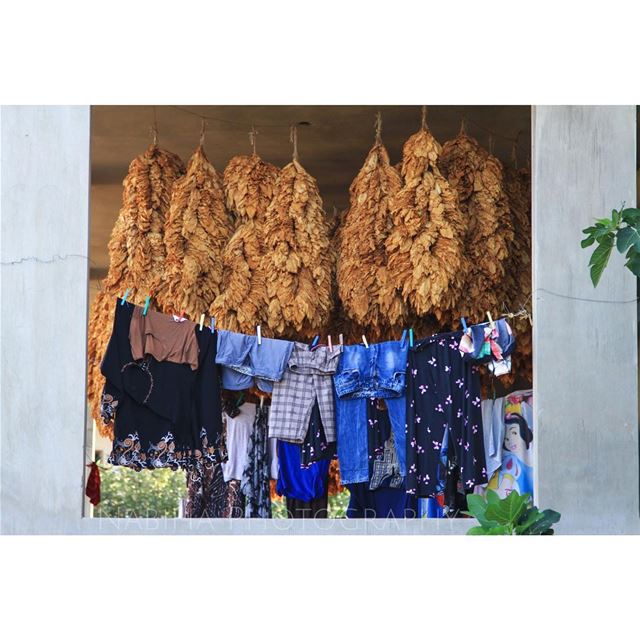 Drying Tobacco Leaves on Regie Contest  regie  tobacco  dry  beirut ... (Houla, Al Janub, Lebanon)