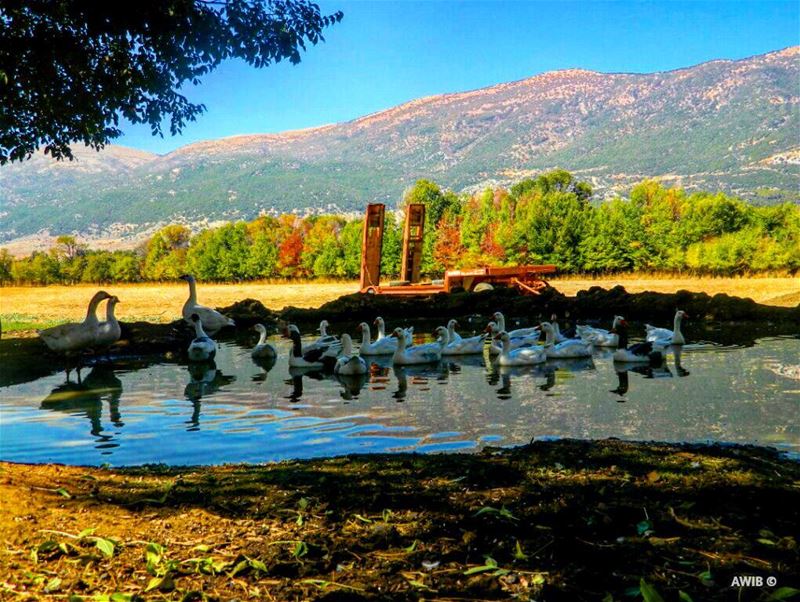  duck  birds  nature  streetphotography  lebanonspotlights ... (قب الياس)