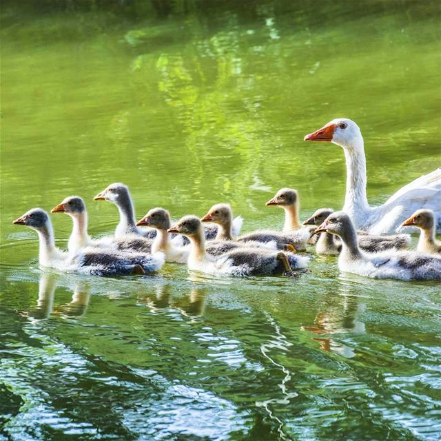 🦆 ducks  animals  perspective  beautiful  birds  reflection  instagram ... (Mansoura)