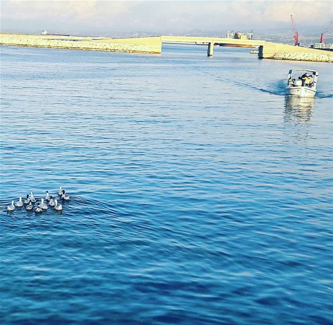 🌊🌊🌊  Ducks  ElMina  Abdelwahhab_Island  Island  Waves   Tripoli ... (Kornich El-Mina)