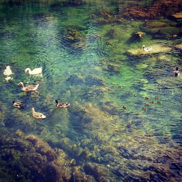 Ducks everywhere  Bayada  IloveBaalbeck  Baalbeck  livelovebeirut ...