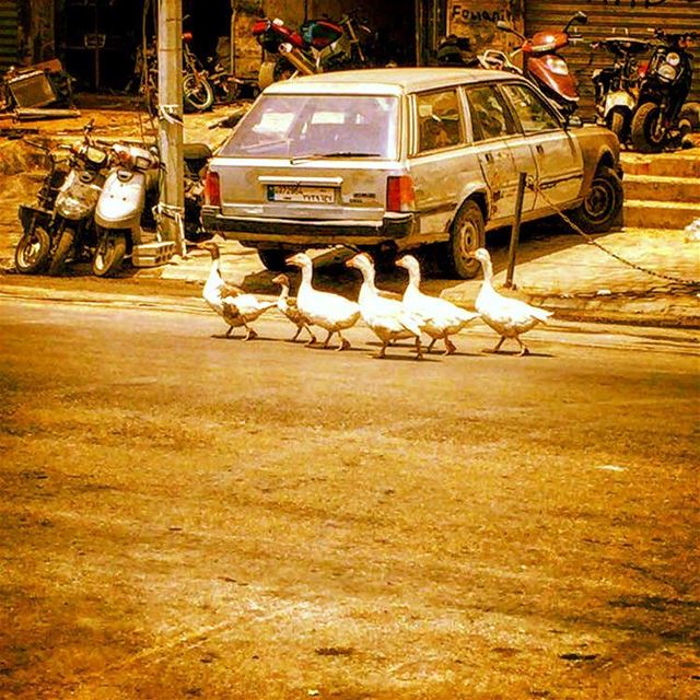 Ducks in Beirut (photo captured by @balameddine )  lebanon  beirut ...