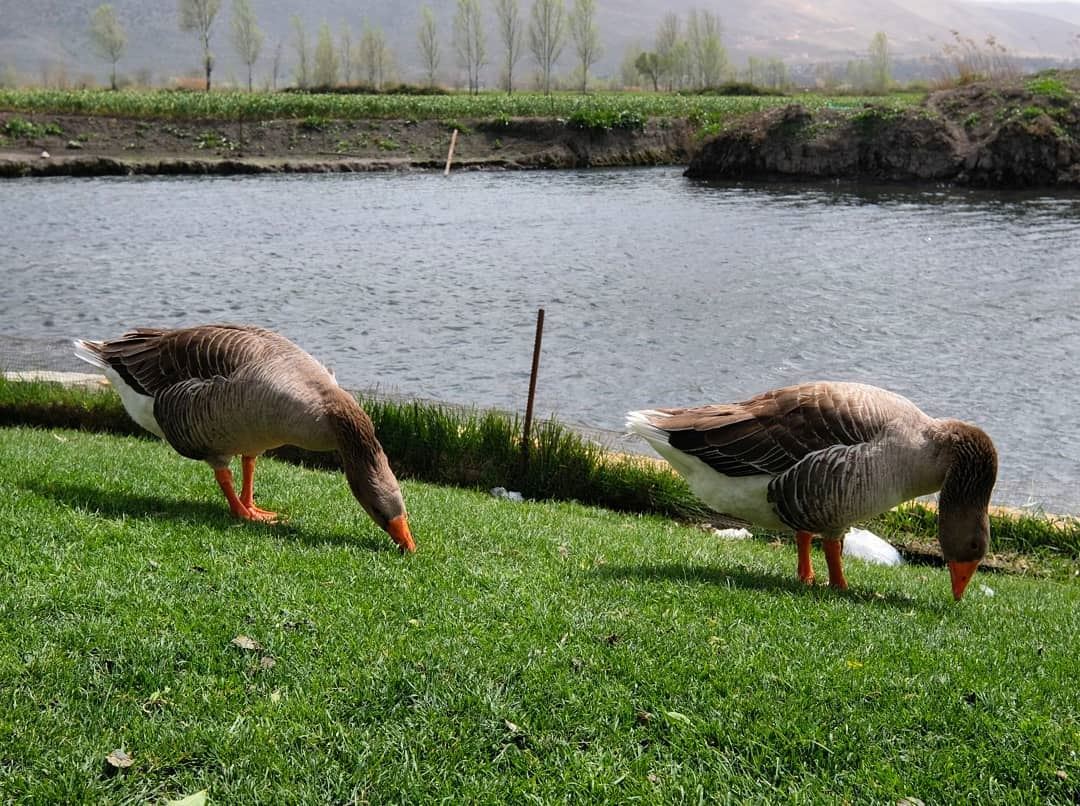  Ducks 🐦🐦  lake  nature  lebanon  walk  relax  vacation  landscape ... (Barr Eliâs, Béqaa, Lebanon)