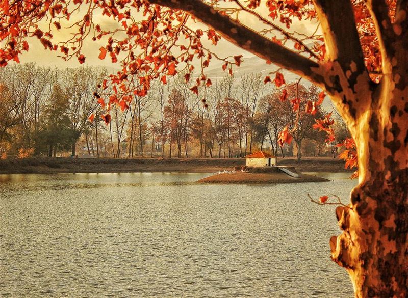 Ducks' tale nature  orange  color  trees  tree  agriculture  farm ... (Bekaa Valley)